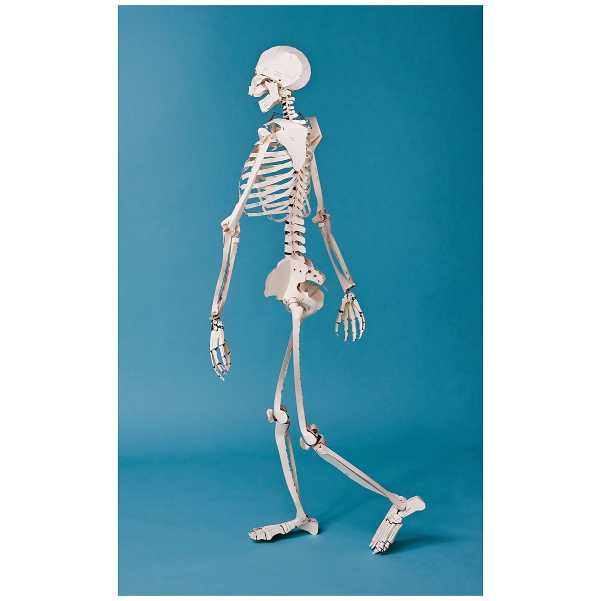 build-your-own-human-skeleton-taschen-books-fitcasually-89800000897-1200px-0141