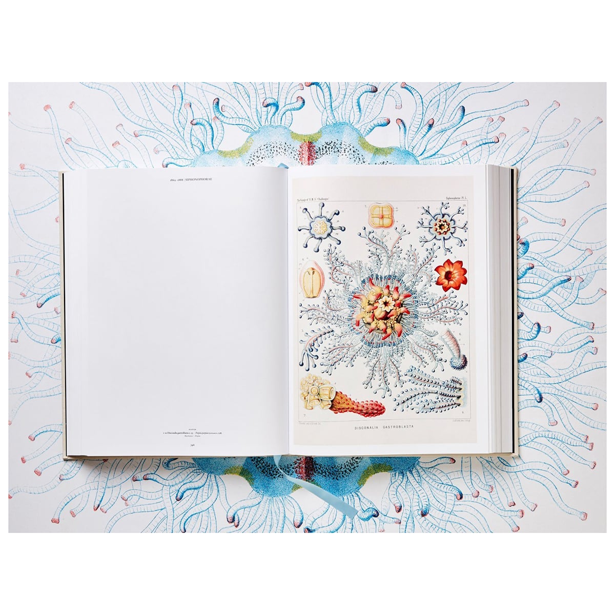 the-art-and-science-of-ernst-haeckel-taschen-books-fitcasually-76600001657-1200px-0776